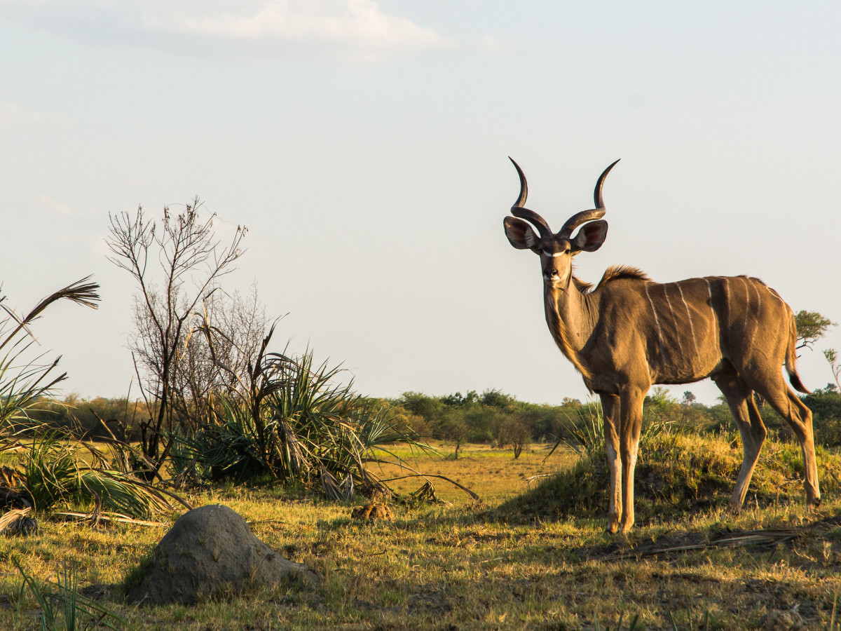 Hwange National park Zimbabwe - undiscovered.nl