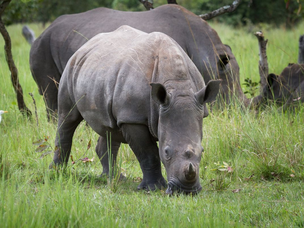 Ziwa Rhino Lodge, Oeganda - Undiscovered.nl