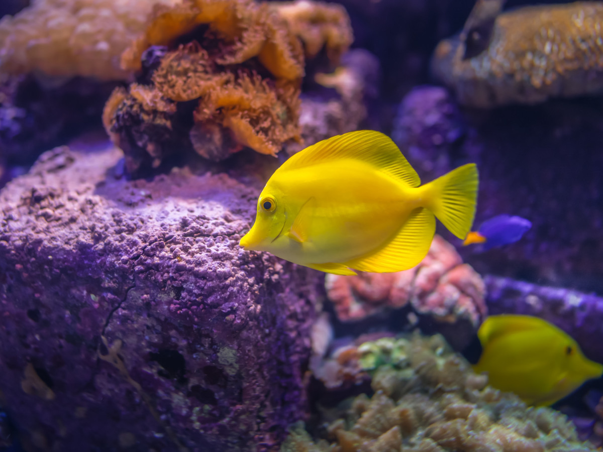 Gele doktersvis - Undiscovered.nl